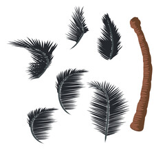 Fototapeta premium Leaf and coconut tree.