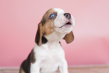 The beagle was developed primarily for hunting hare. Possessing a great sense of smell and superior tracking instincts.