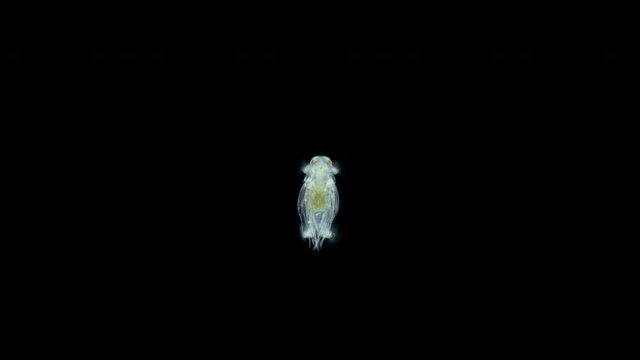 Stage worm larva Nektoheta under a microscope, family Spionidae, class Polychaeta, have two tentacles that seek prey. Indian Ocean