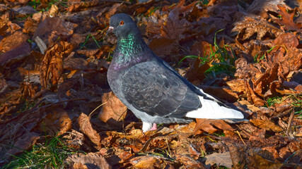 Iridescent pigeon in autumn leafs