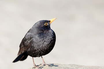 blackbird on the ground