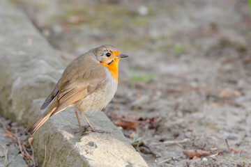 Fototapeta premium robin in the snow
