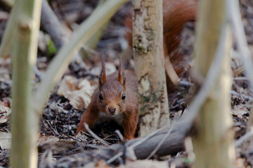 Fototapeta premium squirrel in the forest