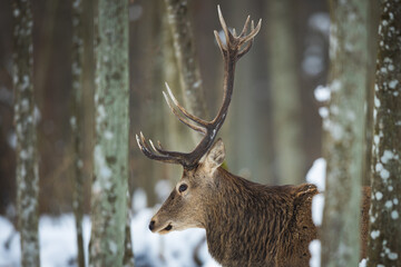 Red deer in winter forest (Cervus elaphus) Stag © szczepank