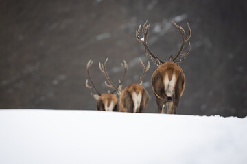 Red deer in winter forest (Cervus elaphus) Stag