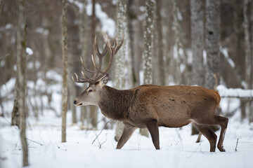 Naklejka na ściany i meble Red deer in winter forest (Cervus elaphus) Stag
