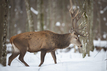 Red deer in winter forest (Cervus elaphus) Stag