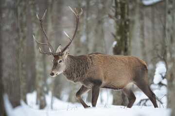 Naklejka na ściany i meble Red deer in winter forest (Cervus elaphus) Stag