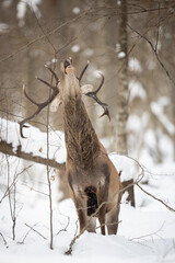 Red deer in winter forest (Cervus elaphus) Stag © szczepank