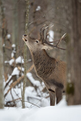 Red deer in winter forest (Cervus elaphus) Stag