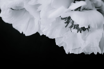 Background photo of white peonies on a black and white background