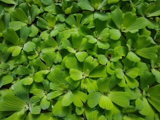 water cabbage or water lettuce (Pistia stratiotes) aquatic plant, green leaves background