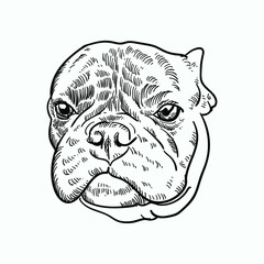 Vintage hand drawn sketch french bulldog head