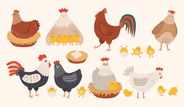 Set of cute hen, rooster and chicks in flat style. Adorable family of chicken characters for children. Hand drawn farm birds vector illustration