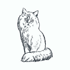 Vintage hand drawn sketch Maine Coon cat