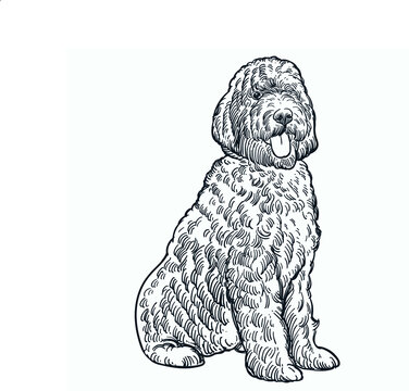 Vintage hand drawn sketch labradoodle dog