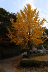Naklejka premium 山口県 周南市 永源山公園 紅葉