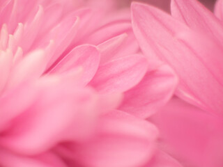 Fototapeta na wymiar Pink chrysanthemum macro. Full chrysanthemum background. The idea of ​​tenderness and fragility for Mother's Day. Small depth of field. Pastel Postcard
