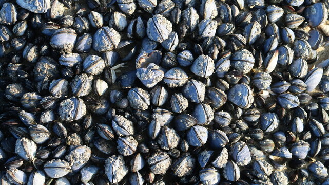 Multitude de moules (mytilida) sauvages agripp&eacute;es &agrave; un rocher &agrave; Saint-Malo en Bretagne (France)