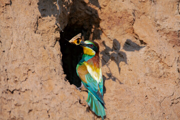 The European bee-eater (Merops apiaster) is a near passerine bird in the bee-eater family	