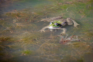 The true frogs, family Ranidae, have the widest distribution of any frog family.