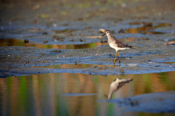 The common sandpiper (Actitis hypoleucos) is a small Palearctic wader. 