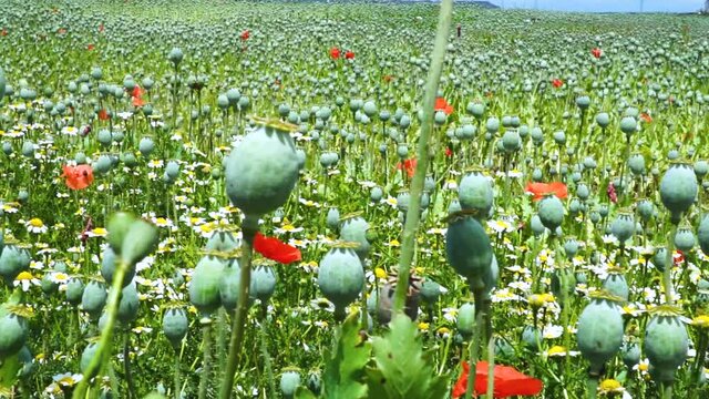 Medicinal opium poppy (Papaver somniferum) plantation