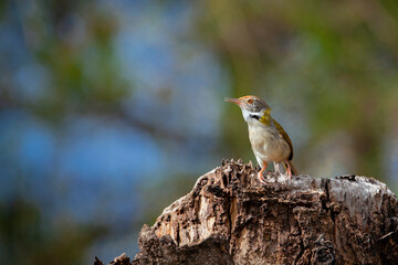 The common tailorbird (Orthotomus sutorius) is a songbird found across tropical Asia