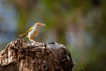 The common tailorbird (Orthotomus sutorius) is a songbird found across tropical Asia