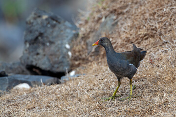 The common moorhen (Gallinula chloropus), also known as the waterhen or swamp chicken.
