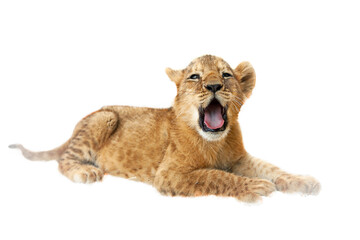 A lion cub yawns on a white background.
