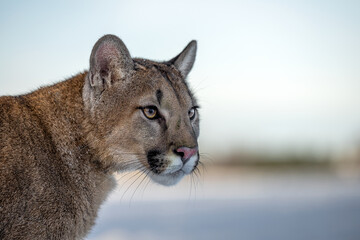 The American Cougar runs across the meadow and enjoys the snow.