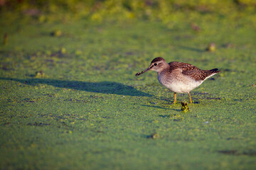 The common sandpiper (Actitis hypoleucos) is a small Palearctic wader. 