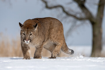The American Cougar runs across the meadow and enjoys the snow.