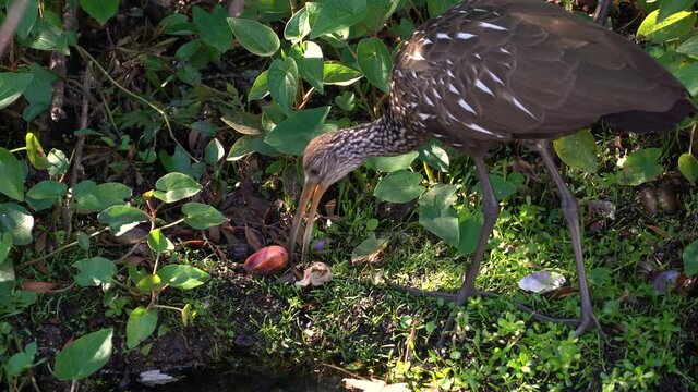 Florida Limpkin water bird, taking clams from their shells and feeding; tropical pond in Southwest Florida, late afternoon in autumn.