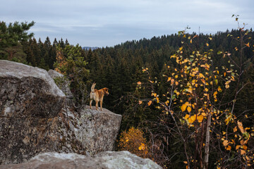 Dog looking on the ruins of the city of Paso in Karelia, near Sortavala at sunset