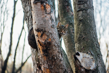 A tabby cat climbed a tall tree in the park. Cold autumn season.