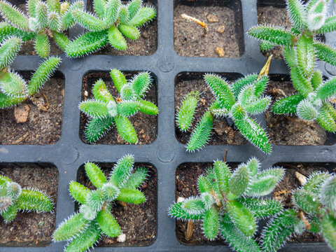 Pickle plant or ice plant propagation