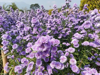flowers in the garden