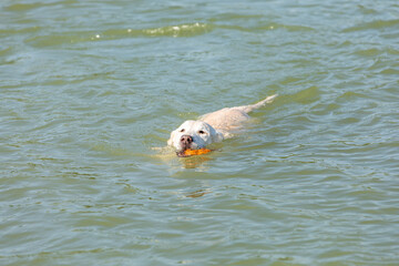 Fototapeta premium labrador is swimming
