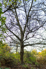 Obraz premium Tree is a forest