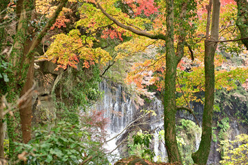 The autumn leaves are so pretty