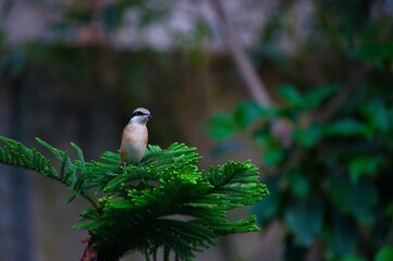 Red shrike bird resting on branch in the forest in Cebu, Philippines