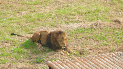 多摩動物公園のオスライオン