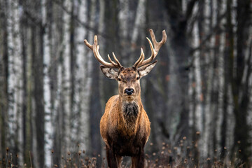 Majestic and powerful adult red deer in the autumn birch grove in the forest.