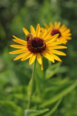 yellow flower in the garden