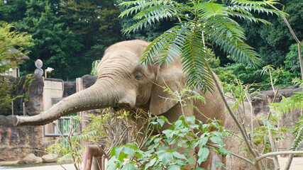 多摩動物公園の象