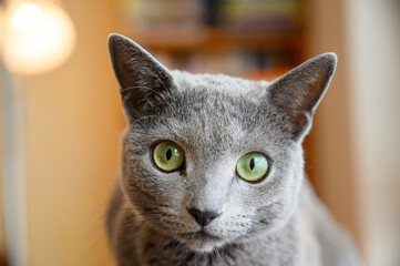 Russisch blau Katze Porträt von vorne