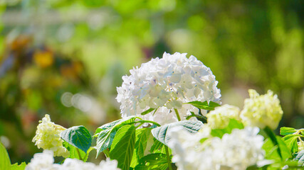 白いアジサイ