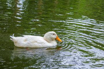 White duck swimming in the lake water, close up
